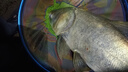 漁之源（Yuzhiyuan）AK魚竿冬釣輕量釣魚竿碳素臺釣鯽魚竿漁具綜合手竿超輕28調5.4米 曬單實拍圖