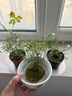 帶花苞日本姬月季盆景四季開花姬紫薇姬乙女迷你微型月季桌面盆栽易活辦公室內(nèi)花卉姬薔薇姬迷你好養(yǎng)觀花 2盆日本姬月季帶花苞/2年苗/具體大小看產(chǎn)品描述哦 曬單實拍圖