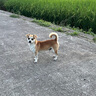 鋒味派烤腸純?nèi)庀隳c原味+黑椒+玉米各1盒火腿腸熱狗腸早餐燒烤食材1200g 曬單實拍圖