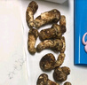 京地達云南昆明新鮮松茸凈重1斤單個(gè)7-9級空運出口級別源頭直發(fā)包郵 曬單實(shí)拍圖