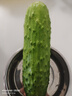 東北正宗旱黃瓜帶刺脆皮小青瓜新鮮蔬菜水果綠黃瓜單根≥90g 5斤 曬單實(shí)拍圖