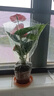 特級紅掌鴻運當頭盆栽綠植花卉室內客廳好養四季開(kāi)花白掌一帆風(fēng)順水培好養活美觀(guān) 特級大號紅掌1株原盆+肥料 含盆 曬單實(shí)拍圖