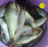 神聚神聚麻團粉 高粘度 用量小增粘護鉤春夏秋冬季釣鯽魚(yú)鯉魚(yú)魚(yú)餌料 曬單實(shí)拍圖