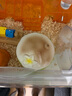 布卡星倉鼠陶瓷窩沙灘椰子躲避屋夏季降溫冰屋青椰款 曬單實(shí)拍圖