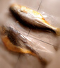 黃小漁寧德黃魚(yú)鲞400g/2條 三去大黃魚(yú)黃花魚(yú)生鮮 海鮮水產(chǎn)燒烤魚(yú)類(lèi)中秋 曬單實(shí)拍圖