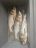 速聚達(dá)鰱鳙方塊餌料天元鄧剛推薦野釣專用精準(zhǔn)霧化多味快速誘魚爆戶神器 酸臭味 3包【買二送一】霧化快持久 曬單實(shí)拍圖