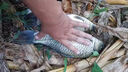 漁修羅秒粘豆野釣鯉魚(yú)專(zhuān)用餌秋冬軟體滑口麻團顆粒鯽魚(yú)偷驢黑坑餌料新款 軟體秒粘豆體驗裝 50粒 曬單實(shí)拍圖