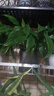 白掌一帆風(fēng)順盆栽植物室內(nèi)花卉綠植水養(yǎng)四季開花新手好養(yǎng)活 白掌1盆（繁星盆） 曬單實拍圖