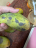 壹萌果蔬金煌芒芒果 當(dāng)季現(xiàn)摘廣西大芒果新鮮水果青皮芒果整箱送禮 5斤精品果【單果150g+】 凈4.5斤 曬單實(shí)拍圖