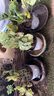虹越（HONGYUE）天竺葵盆栽苗 洋繡球花苗多年生草本花卉 天陽(yáng)臺窗臺觀(guān)賞花苗 （獸系）星系 12cm簡(jiǎn)易盆 曬單實(shí)拍圖