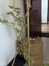 流泉楓盆栽老樁綠植書(shū)房辦公室內桌面大型植物楓樹(shù)網(wǎng)紅風(fēng)盆景樹(shù)苗 流泉楓90-110cm高【米白聚寶盆】 曬單實(shí)拍圖