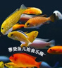 小型魚(yú)飼料小魚(yú)食魚(yú)食小顆粒微粒專(zhuān)用斗魚(yú)熱帶觀(guān)賞魚(yú)鳳尾孔雀魚(yú)糧 0.3mm上浮高蛋白不渾水丨適合2-4厘米魚(yú)體 1100ml/瓶【1瓶高蛋白魚(yú)糧+喂食勺】 上浮顆粒丨不渾水丨不噴油丨增體丨増艷 曬單實(shí)拍圖