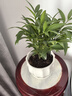 墨一竹柏盆栽綠植清香驅(qū)蚊室內(nèi)好養(yǎng)四季常綠 大號花瓣白瓷盆 源頭直發(fā) 曬單實拍圖