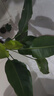 植男植女天堂鳥(niǎo)盆栽客廳室內好養大型落地真綠植辦公室植物鶴望蘭源頭直發(fā) 曬單實(shí)拍圖