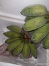 廣西蘋(píng)果蕉多喜啦香蕉青皮生蕉自然熟新鮮蘋(píng)果蕉粉蕉生鮮 凈重3斤 曬單實(shí)拍圖