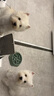 貴為（GiGwi）中小型犬磨牙發(fā)聲響紙狗狗玩具柯基泰迪比熊幼犬小狗寵物玩具羊駝 曬單實(shí)拍圖