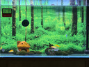 觀賞魚 三湖慈鯛活體馬鯛魚藍(lán)黃金小型淡水小型熱帶魚 三湖慈鯛4-5cm 顏色隨機(jī) 8+2備損 曬單實(shí)拍圖