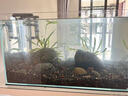 AMTRA TECHNIK德國安彩壁掛過濾器ex650魚缸過濾器烏龜?shù)退粌羲o音 EX650 新版除油膜器【內(nèi)含濾材】 曬單實拍圖