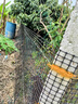 金絲銀網(wǎng) 塑料網(wǎng)圍欄網(wǎng)養殖網(wǎng)養雞圍欄網(wǎng)果園菜園圍欄網(wǎng)格防護隔離柵欄圍 1.2米高50米長(cháng)+扎帶 3厘米孔2.1mm厚【簡(jiǎn)單防護】 曬單實(shí)拍圖
