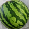 【產(chǎn)地直采】麒麟奶油西瓜 約4.5kg 曬單實(shí)拍圖