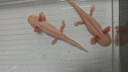 [次日達] 六角恐龍魚(yú)飼料娃娃魚(yú)專(zhuān)用食物大粒下沉魚(yú)食清道夫蠑螈 135ML買(mǎi)一送一 曬單實(shí)拍圖