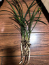 華香園素大富貴 春蘭蘭花苗 濃香型 張荷素 不帶花苞盆栽盆景綠植物綠植 素大富貴4苗帶花苞裸根發(fā)貨 曬單實(shí)拍圖