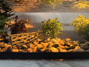闊庭（KUOTING）溪流缸新款魚(yú)缸制氧一體式懶人生態(tài)造景側(cè)濾溪流缸黑色【超大號(hào)】 曬單實(shí)拍圖
