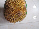 迎畔泰國金枕榴蓮鮮果 新鮮巴掌榴蓮金枕頭一整個(gè)孕婦時(shí)令水果 凈重2-3斤裝丨報(bào)恩榴蓮 曬單實(shí)拍圖