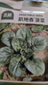 北蔬 菠菜種子苗老品種耐寒小葉大葉紅根秋季菜籽 趴地香菠菜種子20g 曬單實拍圖