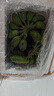 三萌果蔬廣西小米蕉【青蕉發(fā)貨收到需催熟】芭蕉新鮮水果應(yīng)季香蕉現(xiàn)摘現(xiàn)發(fā) 5斤 精選裝【香甜粉糯】?jī)?.5斤 曬單實(shí)拍圖