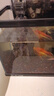 小型魚(yú)飼料小魚(yú)食魚(yú)食小顆粒微粒專(zhuān)用斗魚(yú)熱帶觀(guān)賞魚(yú)鳳尾孔雀魚(yú)糧 0.6mm上浮高蛋白不渾水丨適合5-8厘米魚(yú)體 250ml/瓶【1瓶高蛋白魚(yú)糧+喂食勺】 上浮顆粒丨不渾水丨不噴油丨增體丨増艷 曬單實(shí)拍圖