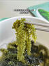 春江月兒童海葡萄即食新鮮鹽漬綠色魚(yú)子醬官方旗艦店海帶草絲裙帶菜零食 海葡萄【100g*1袋】（送蘸料） 曬單實(shí)拍圖