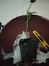 欽蜜9號百香果苗廣西純甜黃金樹(shù)苗庭院盆栽種植當年結果帶土四季 1顆欽蜜九號黃金百香果 30—40cm 曬單實(shí)拍圖