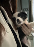 寵鮮萊純種邊牧幼犬邊境牧羊犬寵物狗狗活體小狗活物隕石邊牧幼崽 寵物級 公 曬單實(shí)拍圖