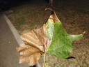羅技（G）G102第二代游戲鼠標 RGB流光燈效鼠標 輕量化  游戲級8000DPI傳感器 黑色 200-8000DPI 曬單實拍圖