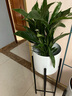 【熱銷款】白掌一帆風(fēng)順盆栽水培植物室內(nèi)花綠植紅掌發(fā)財(cái)樹(shù)吸甲醛 特級(jí)白掌帶花+繁星自吸盆 曬單實(shí)拍圖