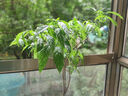 臨雅垂絲茉莉盆栽帶花苞老樁陽臺(tái)室內(nèi)垂吊風(fēng)車易活綠植物花卉四季開花 垂絲茉莉20-25cm 帶盆栽好 曬單實(shí)拍圖