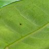 聽雪樓三桿發(fā)財樹盆栽桌面綠植擺件室內(nèi)辦公室客廳植物新房花卉 三桿發(fā)財樹+招財進寶盆【冰裂藍釉】 含（吊牌+陶粒） 曬單實拍圖