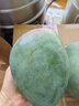 京鮮生 攀枝花好大一顆凱特芒 2斤巨無霸 2粒4斤裝  生鮮水果 源頭直發(fā) 曬單實(shí)拍圖