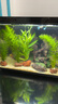 瘋狂水草孔雀魚(yú)活體水族寵物觀(guān)賞魚(yú)冷水耐活小型熱帶魚(yú)淡水魚(yú)苗 鴻運當頭1對【4CM左右】 曬單實(shí)拍圖