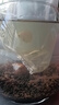 接吻魚(yú)觀(guān)賞魚(yú)金魚(yú)活魚(yú)親嘴魚(yú)熱帶魚(yú)淡水小型斑馬孔雀好養耐活魚(yú)苗 【順豐包郵】3-4cm大接吻魚(yú) 2條 曬單實(shí)拍圖