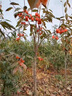 鼎曳柿子樹(shù)苗大樹(shù)脆甜柿無(wú)核南北方種植庭院地栽造型盆景帶土球果苗 柿子樹(shù)4公分粗 原土球發(fā)貨 曬單實(shí)拍圖