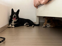 多尼斯（DOGNESS）狗狗牽引繩遛狗繩狗鏈子項圈小中型犬泰迪柯基法斗博美馬犬 黑M 曬單實拍圖
