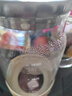 小熊（Bear）家用冷水壺 高硼硅玻璃杯 防燙硅膠底1.5L大容量涼水壺杯子啤酒杯 曬單實拍圖