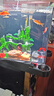 百綸木千草金魚(yú)觀(guān)賞魚(yú)冷水魚(yú)不加溫新手好養純種鳳尾大紅草魚(yú)苗 3-5cm草金魚(yú)11條 送魚(yú)糧 曬單實(shí)拍圖