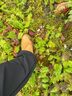 添柏嵐（Timberland）官方踢不爛男鞋新大黃靴戶外防污防潑水|A27TP A27TPW/小麥色 TB1 僅批次不同 39.5 鞋內(nèi)長：24.5cm 曬單實拍圖