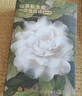 babycare山茶花高腰一次性內(nèi)褲孕婦產(chǎn)后大碼產(chǎn)婦旅行月子女士免洗 L碼4條 曬單實拍圖