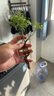 帶花苞日本姬月季盆景四季開花姬紫薇姬乙女迷你微型月季桌面盆栽易活辦公室內(nèi)花卉姬薔薇姬迷你好養(yǎng)觀花 2盆日本姬月季帶花苞/2年苗/具體大小看產(chǎn)品描述哦 曬單實拍圖