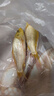 錦鯉魚活魚觀賞魚純種魚大型紅白冷水淡水好養(yǎng)耐活金魚小魚苗錦鯉 11-13cm黃金2條 曬單實(shí)拍圖