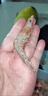 櫻花蝦野生海捕新鮮鮮活冷凍鐵殼蝦火焰蝦生腌玫瑰蝦刺身海蝦 三斤裝櫻花蝦 曬單實(shí)拍圖